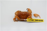 藏品(粗糙酋婦蟹)的圖片